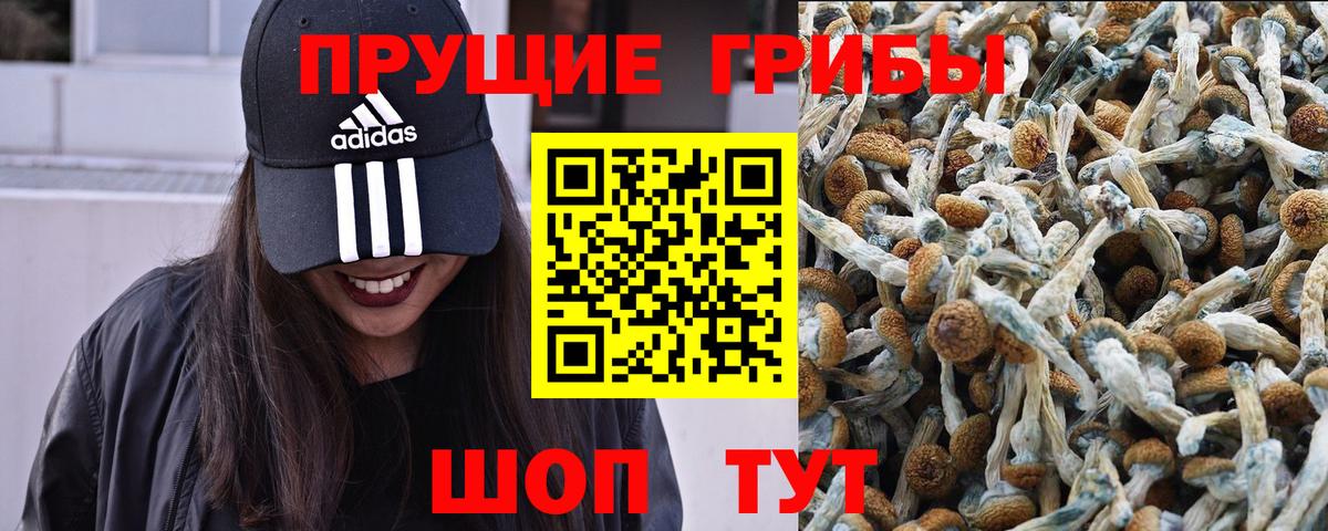 Галлюциногенные грибы Psilocybe  Кореновск  Псилоцибиновые грибы Cubensis 